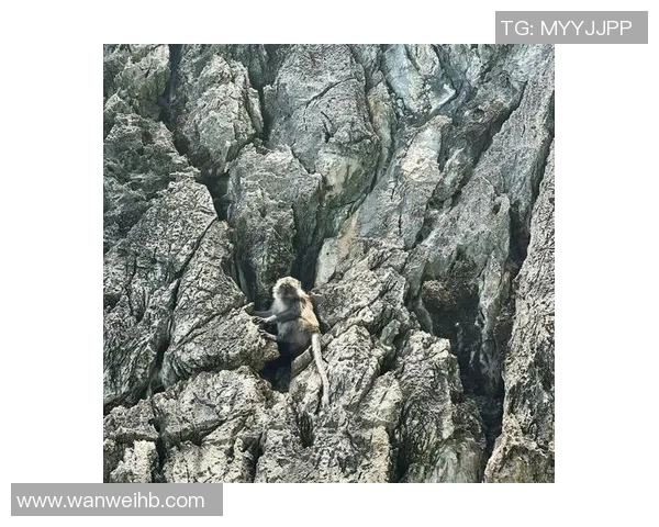 从零开始：攀岩配合完全攻略